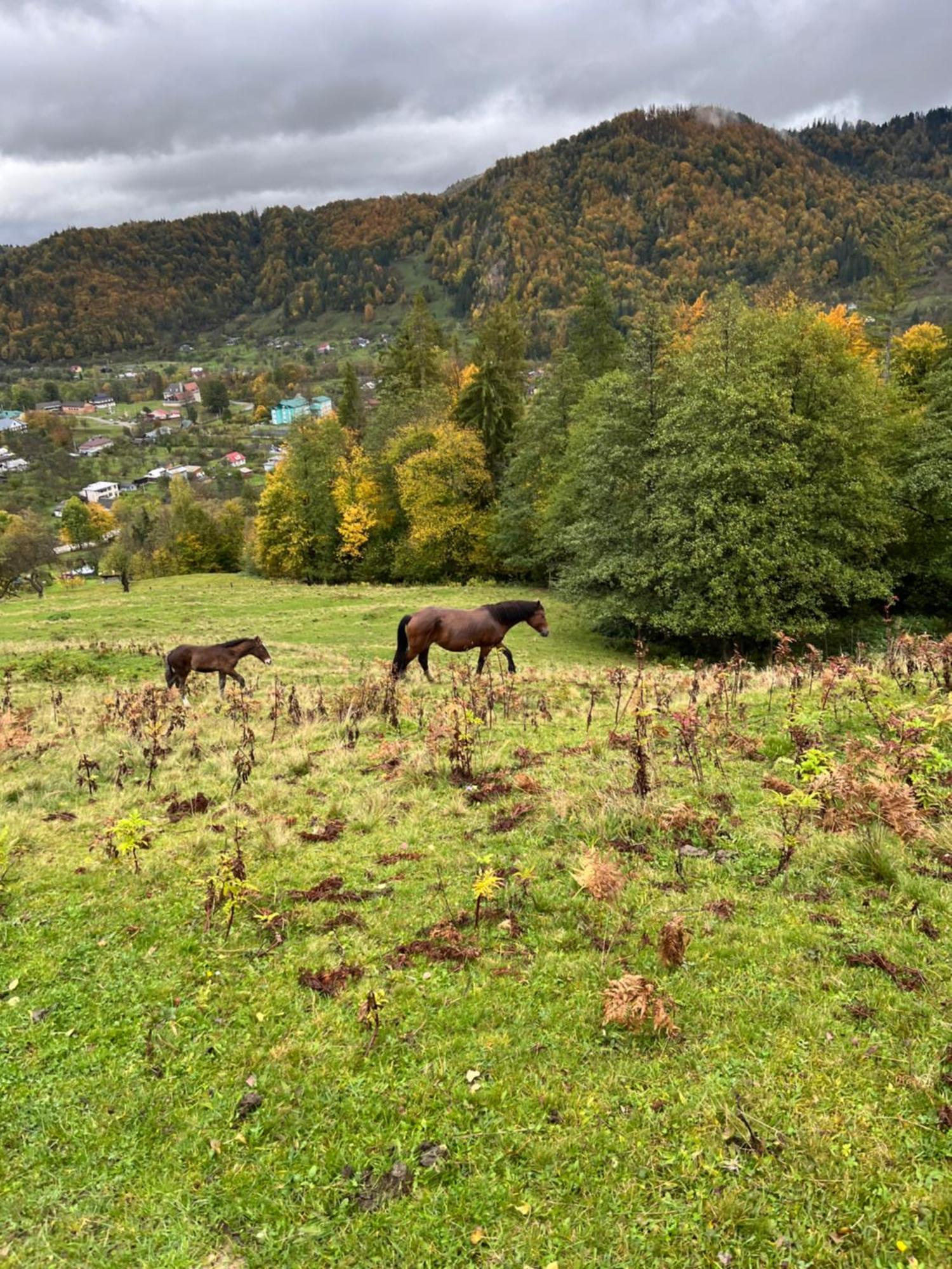 Анничка Villa Khorotseve Eksteriør billede